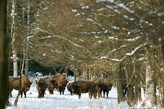 Herd of European european bison