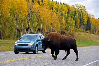 Wood bison