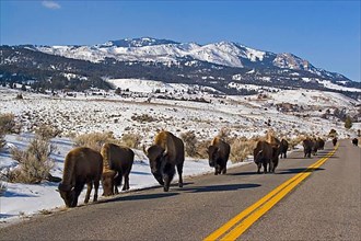 Herd of bison wandering along the road in Yellowstone National Park