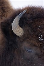 Close-up of a bison head with horn and eye