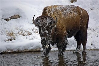 Wisent standing in river water Yellowstone National Park Winter