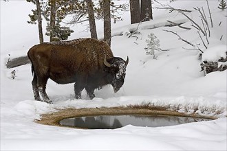 Bison standing in yellow geothermal warm water pool