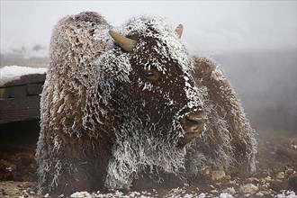 A very cold bison in the early morning covered with frost and snow