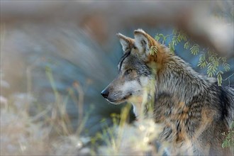 Mexican Wolf