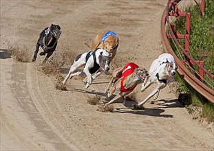 Greyhounds on racetrack
