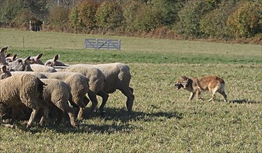 Berger des Pyrenees drives flock of sheep