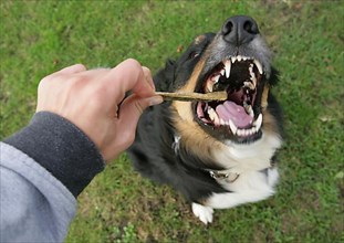 Border collie gets treats from owner