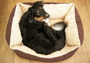 Border collie male lying in dog basket