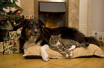 Domestic cat and border collie in front of a fireplace