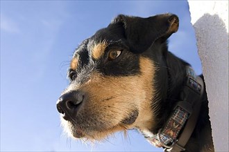 Mixed breed dog