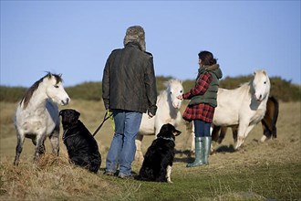 Dog owner with Rottweiler and Border Collie approach Welsh Mountain Ponies