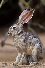 Black-tailed jackrabbit