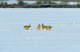 Brown Hare