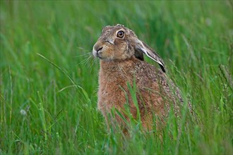 European hare