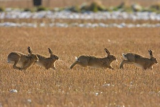 European Hare