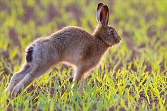 European hare