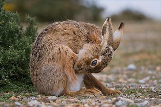 European hare