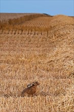 European hare