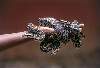 Python on a hand