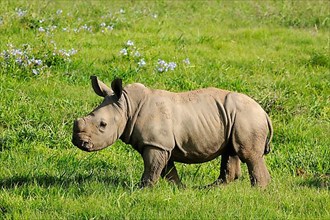 White rhinoceroses