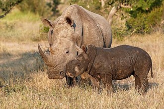 White rhinoceros