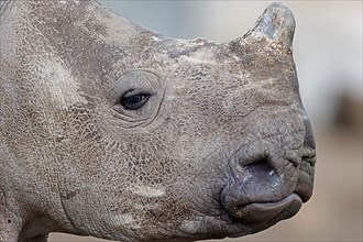 White rhinoceroses