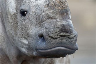 White rhinoceroses