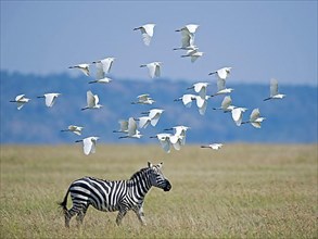 Flock of cattle egret