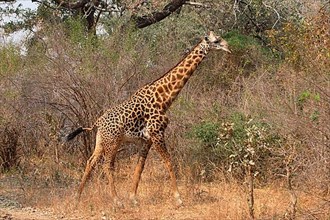 Thornicroft's Giraffe