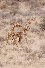 Giraffes