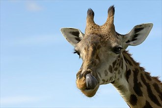 Masai giraffe