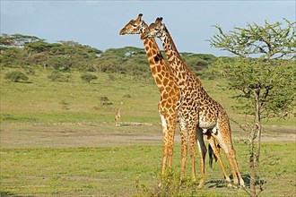 Masai giraffe