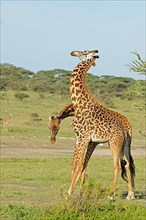 Masai giraffe