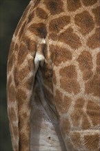 Ugandan giraffe