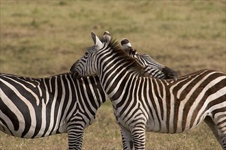 steppe zebra