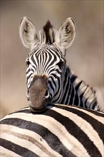 steppe zebra