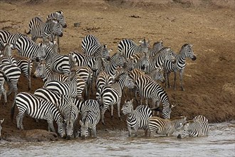 Herd of plains zebra