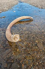 Mammoth tusk in a riverbed near Doubtful village