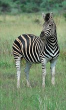 Adult burchell's zebra