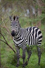 Common plains zebra