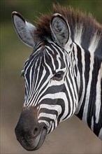 Common plains zebra