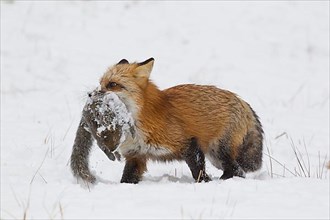 American Red Fox