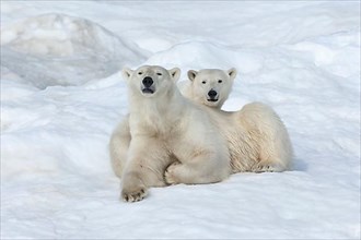 Mother polar bears
