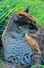 African golden cat