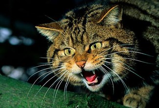 Scottish wildcat