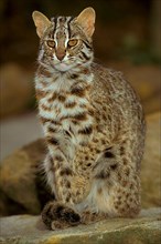 Amur leopard cat