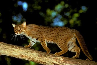 Rusty-spotted cat