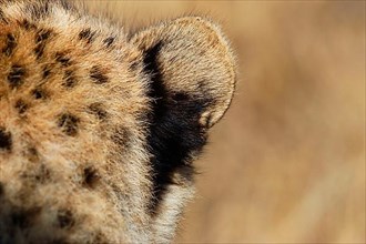 Cheetah