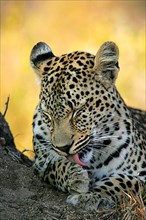 African Leopard Niche leopards