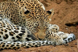 African Leopard Niche leopards